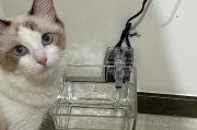 猫咪饮水机里的水该如何处理（保障猫咪的健康）