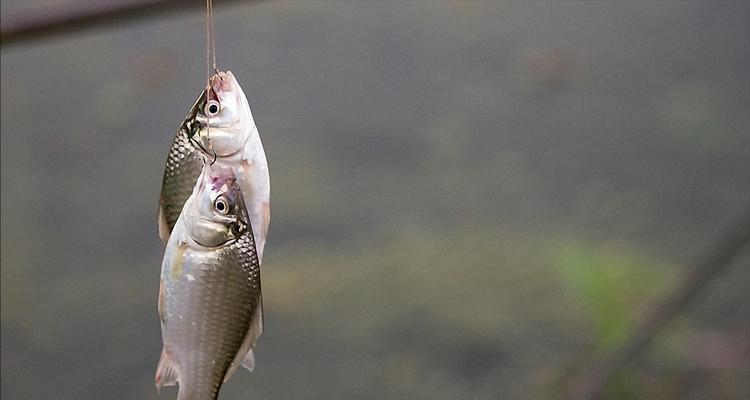 探秘钓鲫鱼线组的最佳调漂方法（钓鲫鱼线组调漂技巧详解）