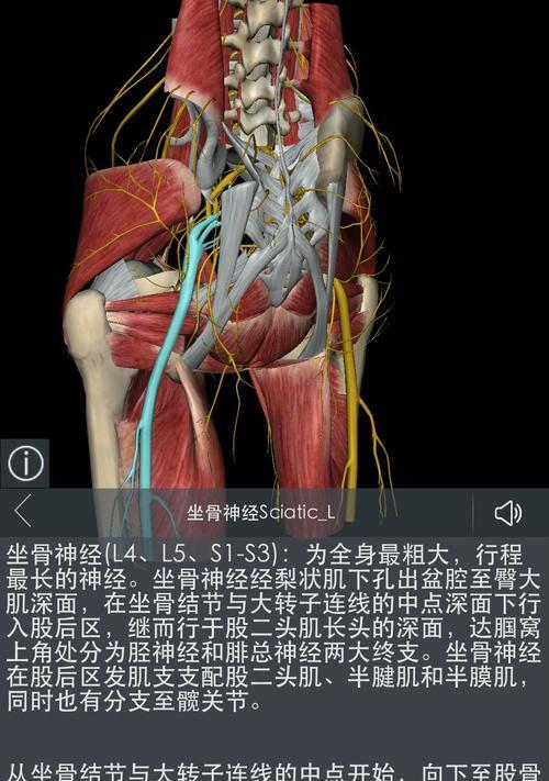 了解坐骨神经痛